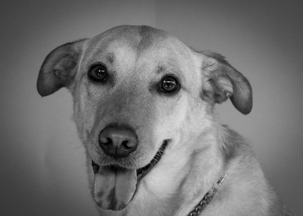 Les chats blancs et la technologie : applications et gadgets utiles