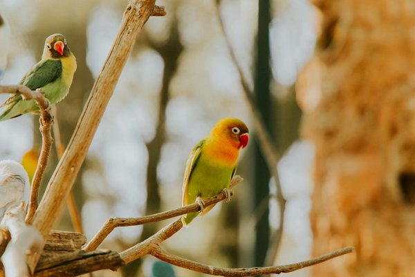 Animaux menacés : quelles espèces sont en danger et comment pouvons-nous les sauvegarder efficacement ?