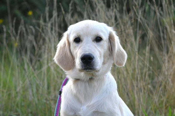 Le lien entre un chien de police et son maître : une relation inégalable