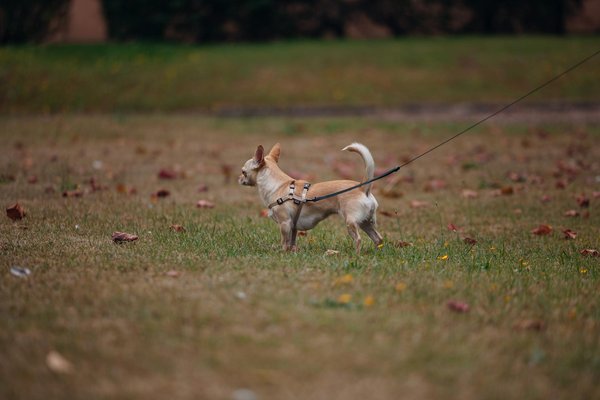 Thomas Apiculture Shop