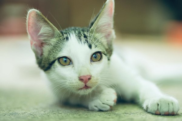 Matériel d'apiculteur essentiel pour débutants et experts